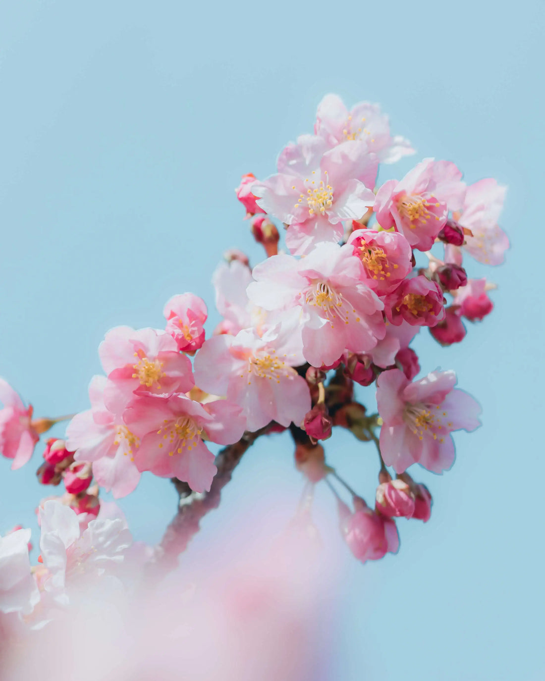 Sakura in Japan