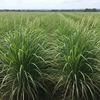 Lemon Grass