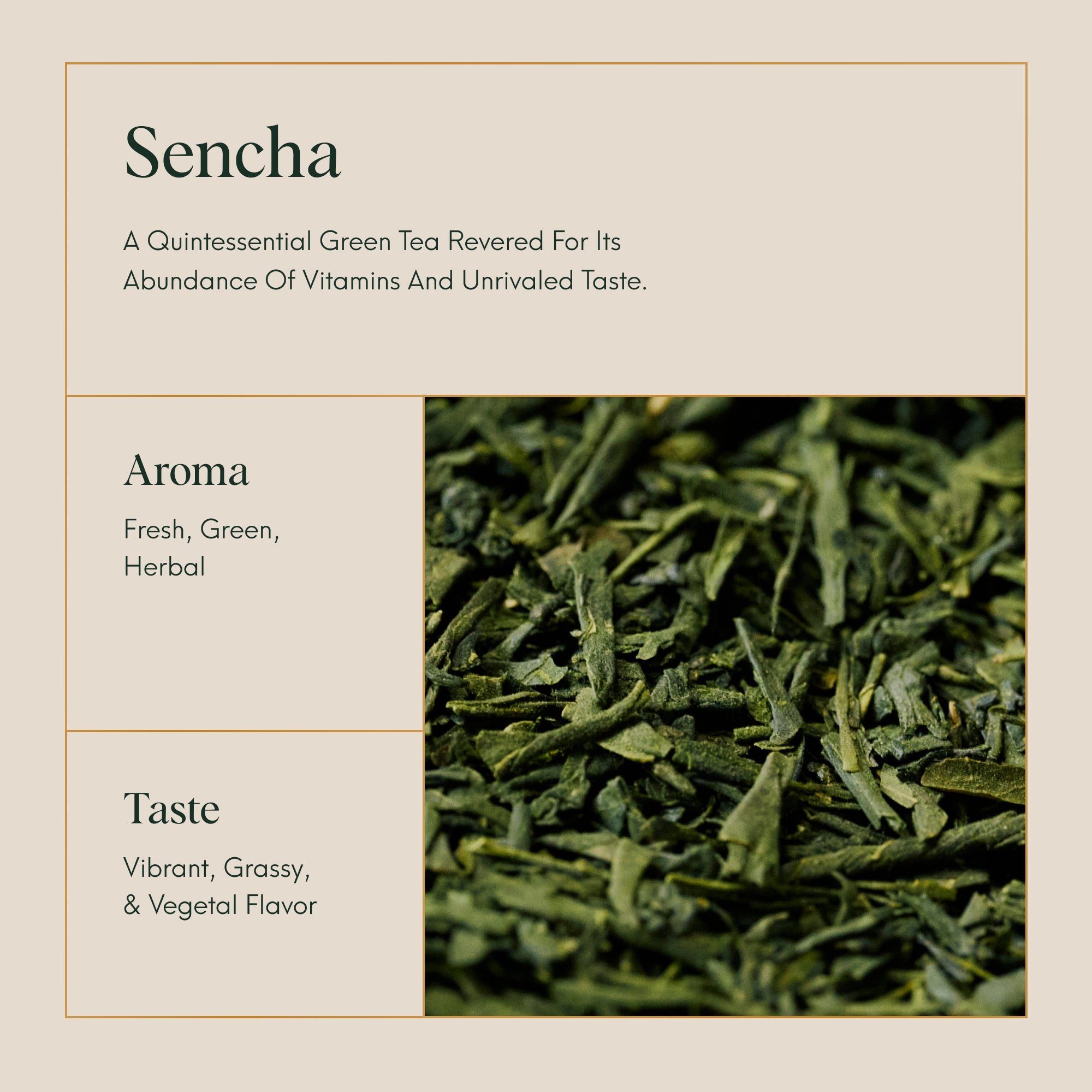 sencha online benefits