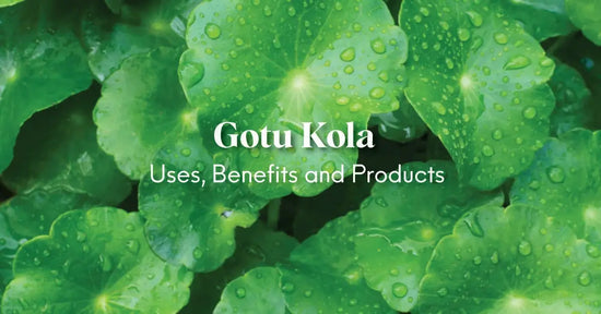 Gotu Kola Uses and Benefits