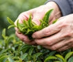 First harvest leaves from Kagoshima, Japan.