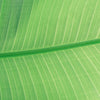 Cellulose
