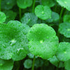 Cica (Centella)