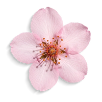 Japanese-Sakura-Extract