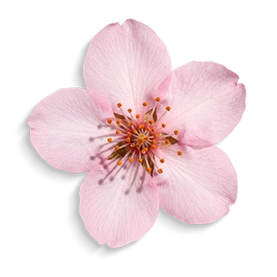 Japanese-Sakura-Extract