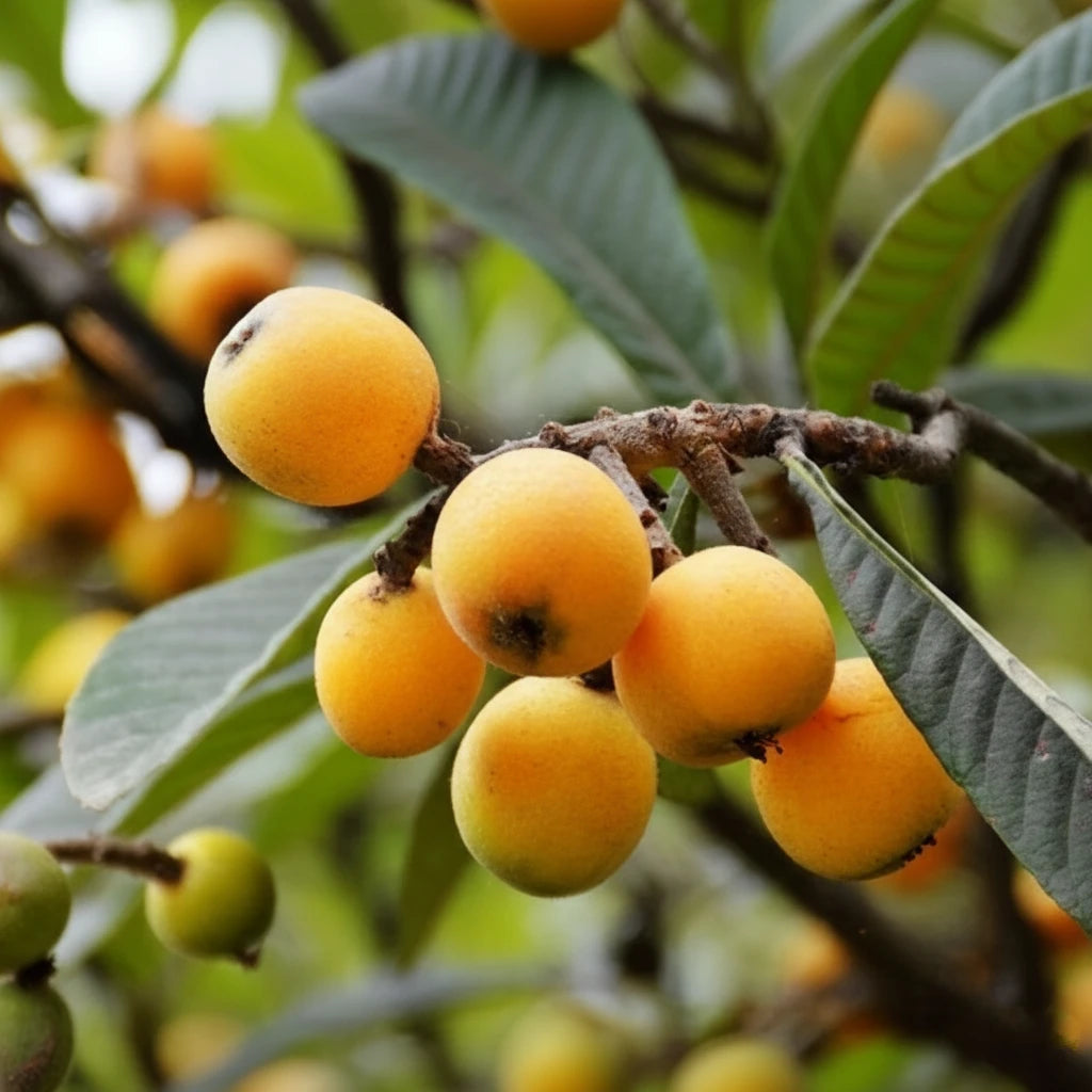 Loquat Leaf Extract