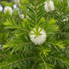 TEA TREE OIL