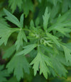 Artemisia Princeps (Mugwort) Leaf Extract