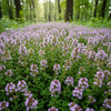 THYME