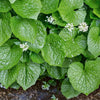 Wasabia Japonica Plant
